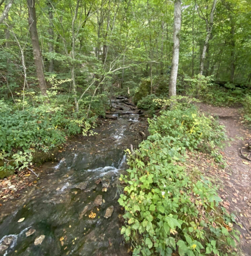 A serene forest scene featuring a small stream flowing through lush greenery and trees along a winding path.