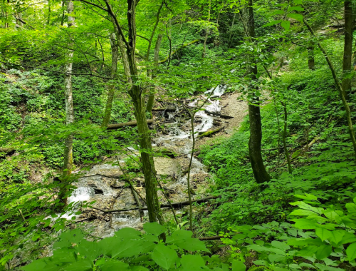 A lush green forest with a small stream flowing through, surrounded by trees and dense foliage.