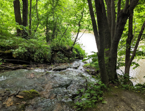 A serene stream flows through lush greenery, with trees framing the water's edge in a peaceful natural setting.