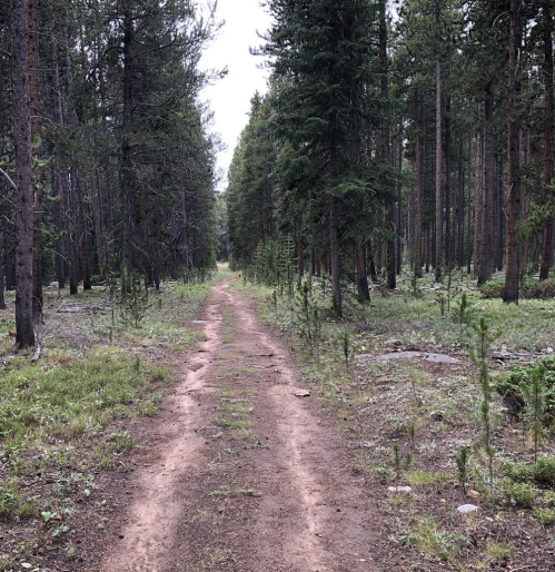 A dirt path winding through a dense forest of tall pine trees and green underbrush.