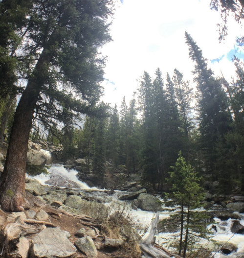 A scenic view of a forest with a rushing stream, surrounded by tall trees and rocky terrain under a cloudy sky.