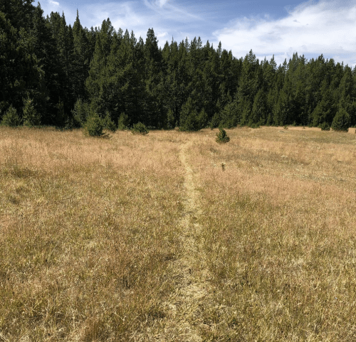 A grassy field with a narrow dirt path leading through tall grass and trees in the background under a blue sky.