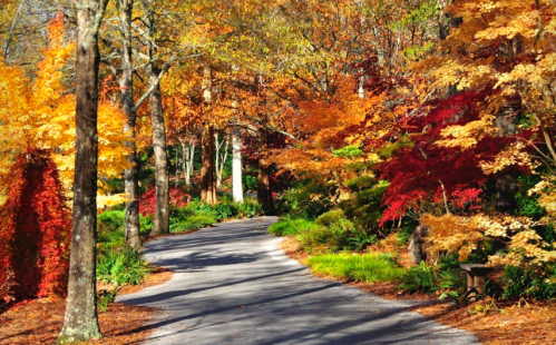 A winding path through a vibrant autumn landscape with colorful trees and fallen leaves.