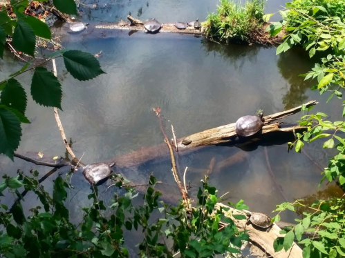 Turtles basking on logs in a calm river, surrounded by greenery and reflections on the water's surface.