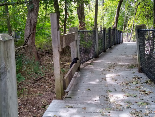 A wooden boardwalk surrounded by trees, with a black object resting on a railing. Leaves scattered on the path.