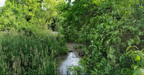 A serene natural scene featuring a small stream surrounded by lush greenery and tall grasses.