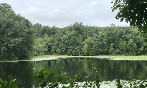 A serene lake surrounded by lush green trees under a cloudy sky, with lily pads floating on the water's surface.