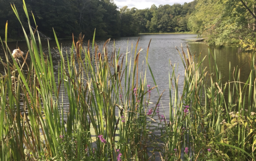 Lush greenery and wildflowers frame a serene pond surrounded by trees under a partly cloudy sky.