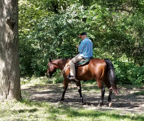 A person in a blue shirt rides a brown horse through a wooded area, surrounded by greenery.