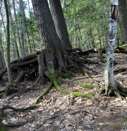 A forest scene featuring large trees with exposed roots and moss-covered ground, surrounded by greenery and fallen leaves.