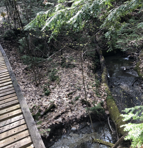 A wooden path beside a small stream, surrounded by lush greenery and fallen leaves in a forested area.