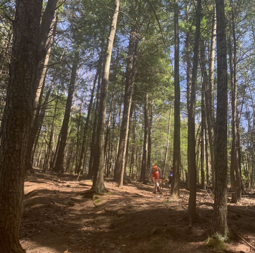 Two people walking on a forest path surrounded by tall trees and dappled sunlight.