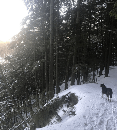 A dog stands on a snowy trail surrounded by tall trees, with a soft glow of sunlight in the background.