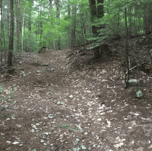 A forest path winding through trees, with a mix of dirt and rocks on the ground, surrounded by lush greenery.