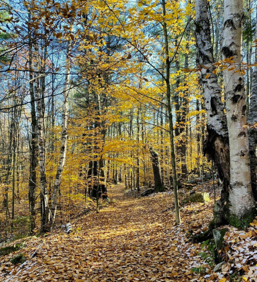 A serene forest path lined with trees displaying vibrant autumn leaves, surrounded by a carpet of fallen foliage.