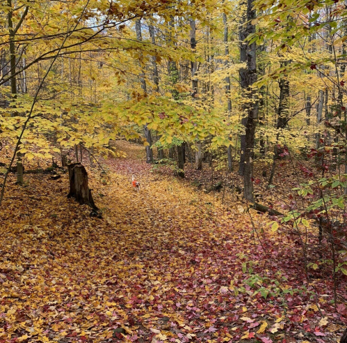 A child walks along a leaf-covered path in a vibrant autumn forest with yellow and red foliage.