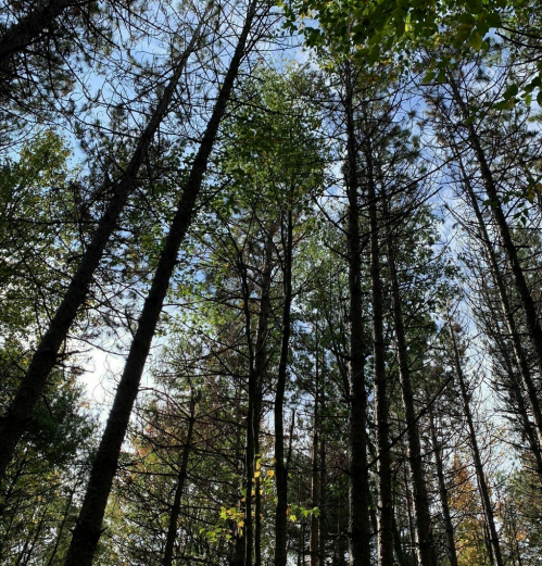 Looking up at tall trees with green leaves against a blue sky, creating a serene forest atmosphere.