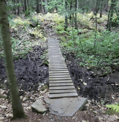 A wooden bridge spans a small gap in a forest, surrounded by lush greenery and ferns.