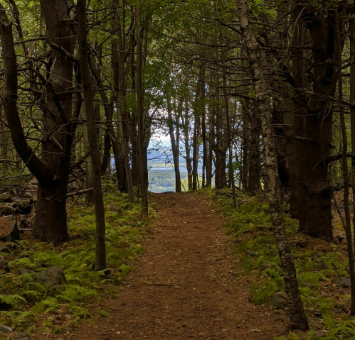 A narrow dirt path through a forest, flanked by trees and ferns, leading to a distant view of open land.