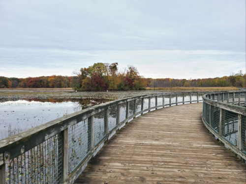 A wooden boardwalk curves through a tranquil wetland, surrounded by autumn foliage and a calm water surface.