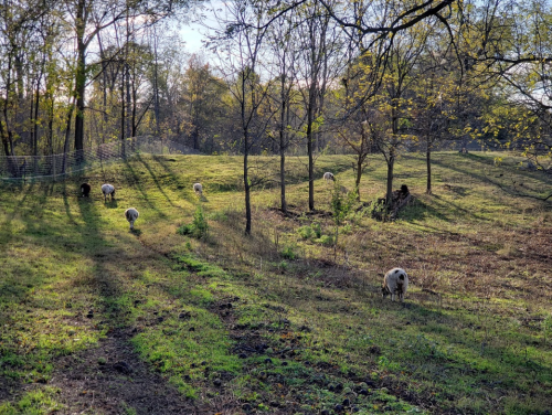 A peaceful scene of sheep grazing in a grassy field surrounded by trees and dappled sunlight.