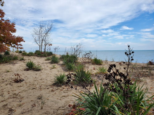 A sandy beach with sparse vegetation, trees in the background, and a calm lake under a partly cloudy sky.