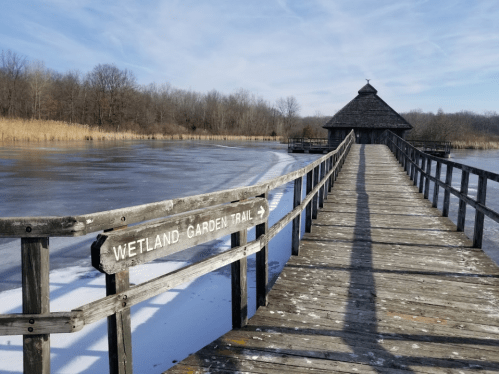 A wooden boardwalk leads to a gazebo over a frozen wetland, surrounded by trees and tall grasses under a blue sky.