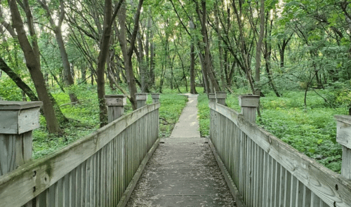 A wooden bridge leads into a lush green forest with trees and a winding path. Soft sunlight filters through the leaves.