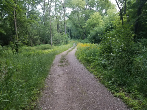 A winding dirt path through a lush green forest, surrounded by trees and wildflowers.