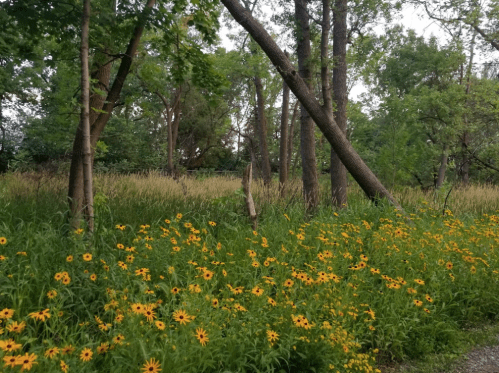 A vibrant field of yellow flowers in front of tall trees and lush greenery, creating a serene natural landscape.