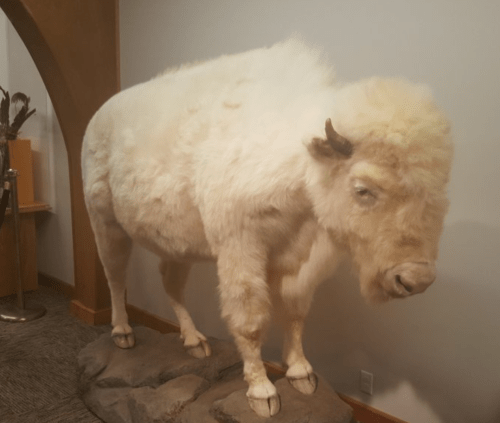 A mounted white bison stands on a rock display in a museum setting.