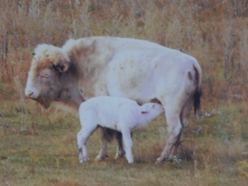 A white cow stands in a field while a calf nurses from it.