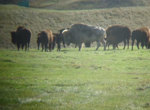 A herd of bison grazing on a grassy field, with one lighter-colored bison in the foreground.