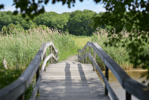 A wooden boardwalk leads through tall grass to a serene green landscape under a clear blue sky.