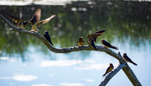 A group of swallows perched on a branch over a calm water surface, with some birds in flight.