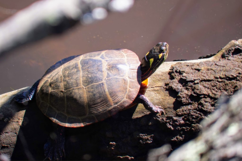 A turtle resting on a log near the water, with its shell glistening in the sunlight.