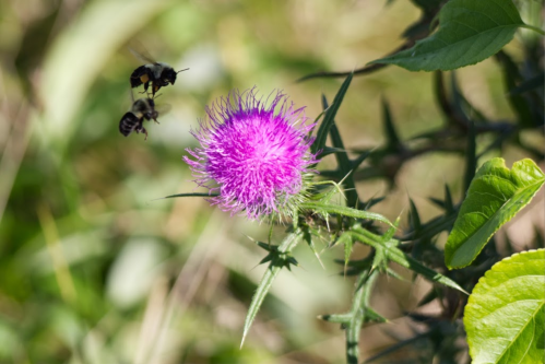 A vibrant purple thistle flower with two bees hovering nearby, surrounded by green leaves and grass.