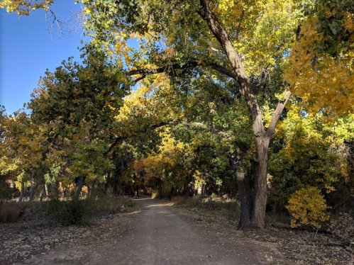 A dirt path winding through a vibrant forest with trees displaying autumn colors of yellow and green.