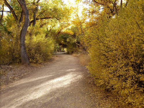A winding dirt path surrounded by vibrant autumn foliage in shades of yellow and gold.
