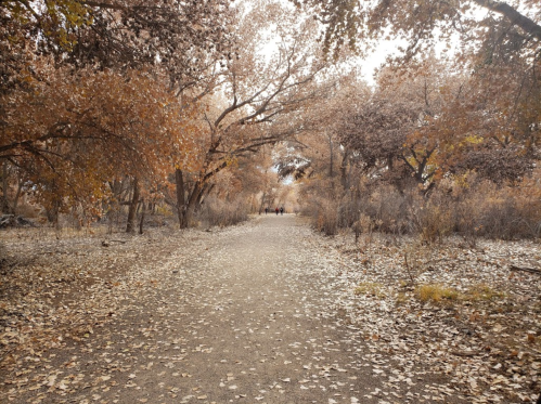 A serene path through a forest with autumn leaves, surrounded by trees in warm, earthy tones.