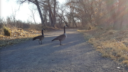 Two geese walking along a gravel path surrounded by trees and autumn foliage.