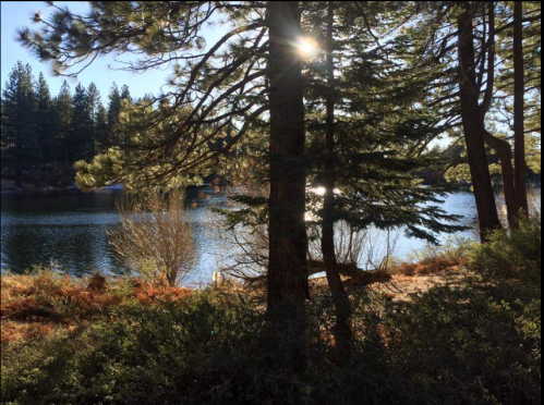 Sunlight filters through trees by a serene lake, surrounded by lush greenery and distant pine forests.