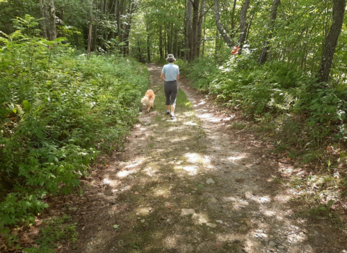 A person walks a golden retriever along a dirt path in a lush, green forest.