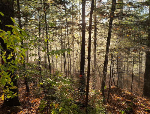 Sunlight filters through misty trees in a serene forest, with vibrant leaves scattered on the ground.