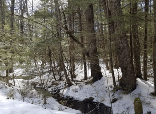 A serene forest scene with snow-covered ground, tall trees, and a small creek flowing through the woods.