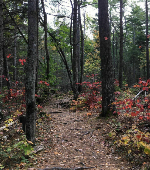 A forest path surrounded by trees and colorful autumn foliage in shades of red, orange, and green.