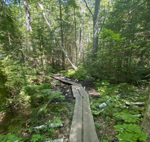 A wooden path winding through a lush green forest with trees and ferns on either side.