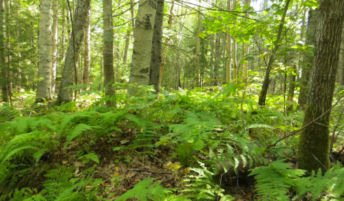 Lush green ferns and trees in a sunlit forest, creating a serene and natural atmosphere.