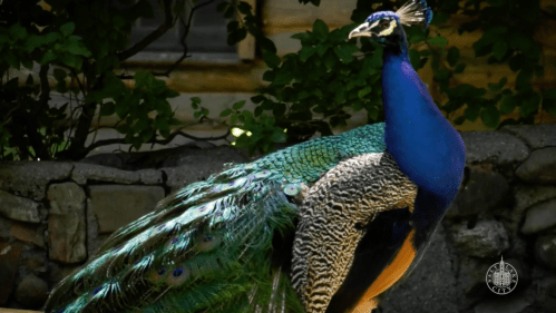 A vibrant peacock with iridescent blue and green feathers stands gracefully against a natural backdrop.