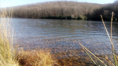 A calm lake surrounded by trees, with gentle ripples on the water's surface and tall grass in the foreground.